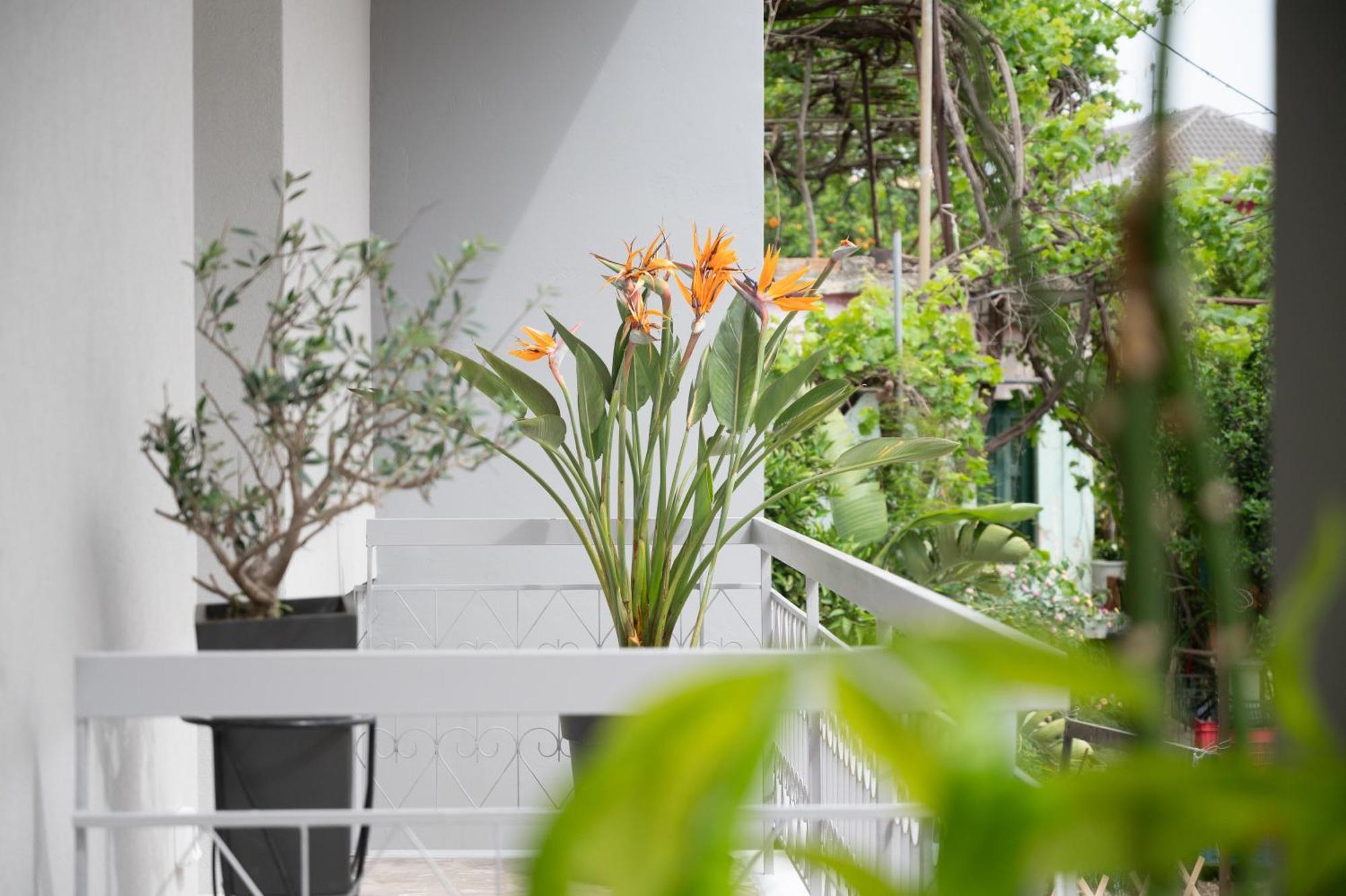 Louisa Luxury Apartments เปรเวซา ภายนอก รูปภาพ